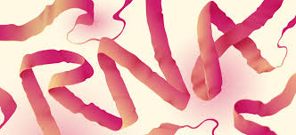 МікроРНК – малі молекули з великим значенням для фармакотерапії хвороби Альцгеймера